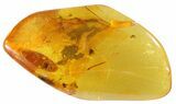 Detailed Fossil Fly (Diptera) & Butterfly Larva In Baltic Amber #50640-5